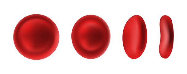 Erythrozyten oder rote Blutkörperchen, isoliert auf weißem Hintergrund für Sprite Sheet Animation. 3D realistisches Vektorbild des Hämoglobins für Hämatologie, Mikrobiologie Gesundheit menschliche Illustration - Vektor, Bild