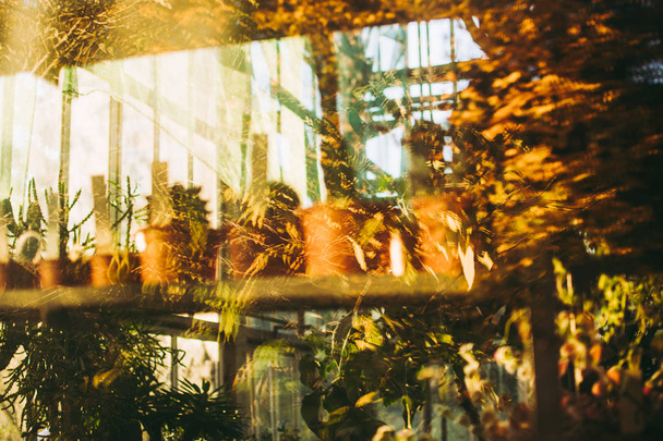 Πολύχρωμες γλάστρες στα ράφια θερμοκηπίου κάτω από το φωτεινό κίτρινο φθινόπωρο φως του ήλιου μέσα από το παράθυρο. Πολλαπλές αντανακλάσεις. Πτώση αφηρημένη έννοια. Θολή αντικείμενα - Φωτογραφία, εικόνα
