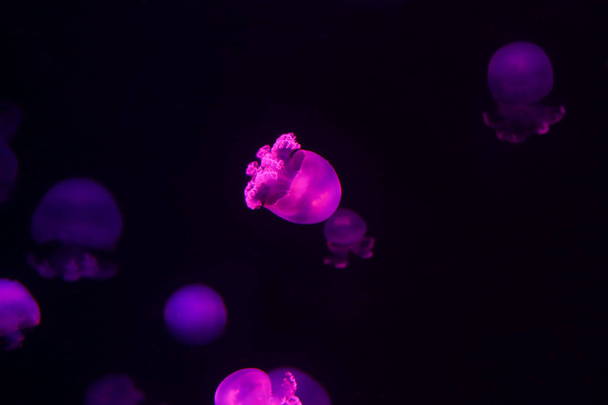 Background a lot of jellyfish, underwater world - Foto, Imagem