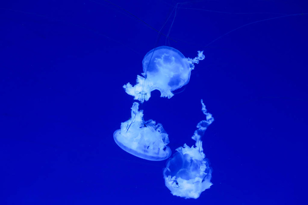 Background a lot of jellyfish, underwater world - Foto, afbeelding