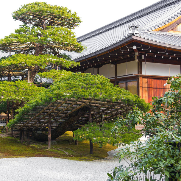 Traditional landscaped japanese garden detail with old green pine tree and wooden architecture building - Photo, Image