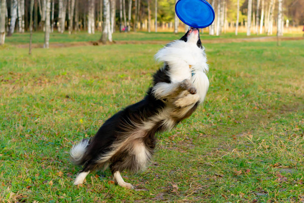 Border collie. Pies połowy frisbee w locie. Ten pieścić odgrywa z jej właścicielem. Harmonijny związek z psem: Edukacja i szkolenia. - Zdjęcie, obraz