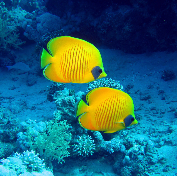Masked butterfly fish - Photo, Image