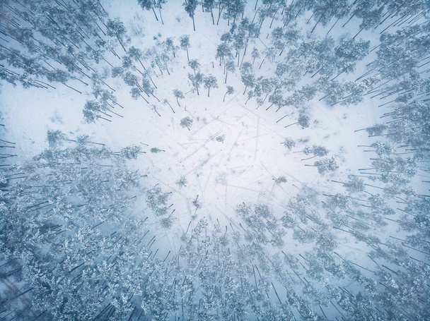 霧やミスト、ドローンから雪の美しい自然風景空中トップ ビューで冬の森を凍結 - 写真・画像