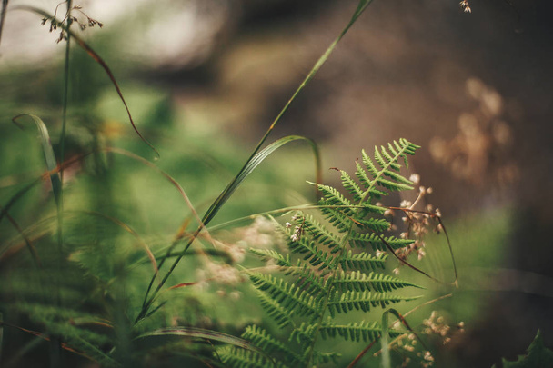 Красивый лист папоротника и полевые цветы, закрыть папоротник на фоне зеленой лесной флоры. Счастливого Дня Земли. Окружающая среда
 - Фото, изображение