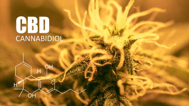 cannabidiol in medical cannabis. Future strains in 2019 - Photo, Image