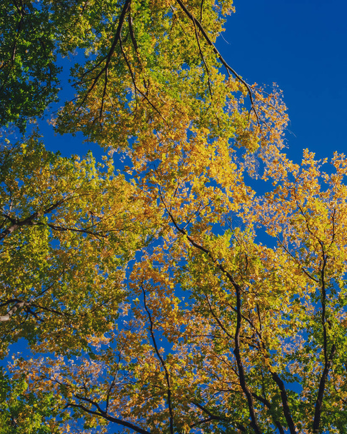 Upward view of canopy of trees with green and yellow autumn leaves on branches against clear blue sky - Photo, Image