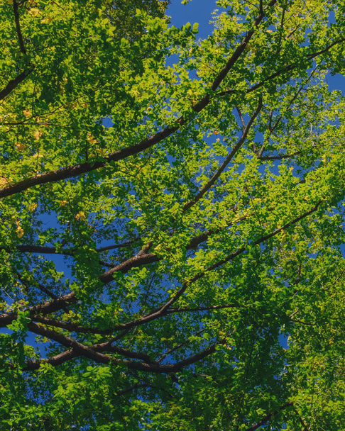 Upward view of canopy of trees with green and yellow autumn leaves on branches against clear blue sky - Photo, Image