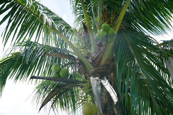 groene kokosnoot palm in zon verlicht hemel - Foto, afbeelding