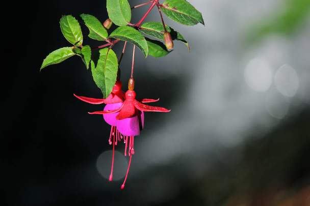 Orejas de dama florecientes, flor de fucsia magallánica roja y púrpura
 - Foto, imagen