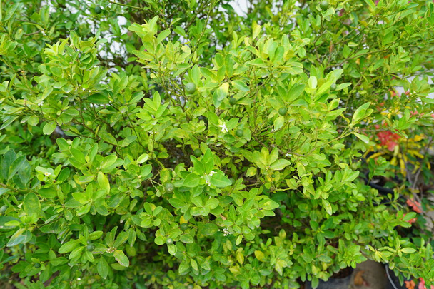 feuillage vert luxuriant de l'arbre, gros plan
 - Photo, image