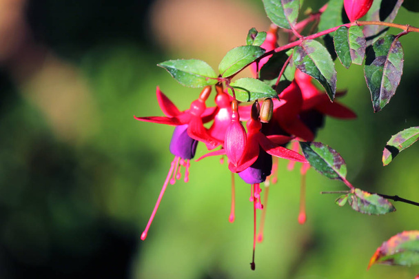 Orejas de dama florecientes, flor de fucsia magallánica roja y púrpura
 - Foto, imagen