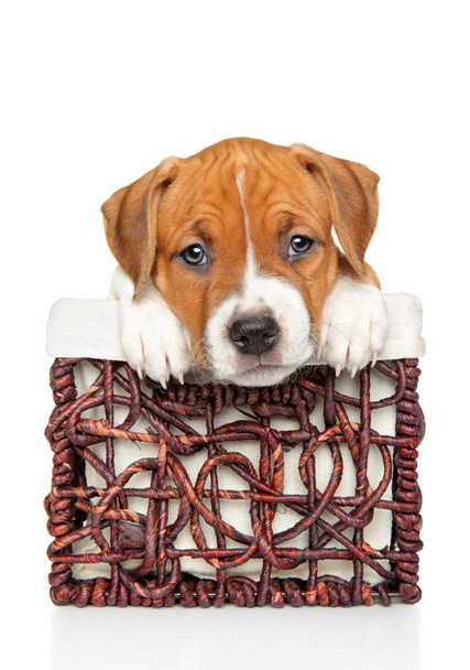 Lindo cachorro Amstaff en canasta de mimbre
 - Foto, imagen