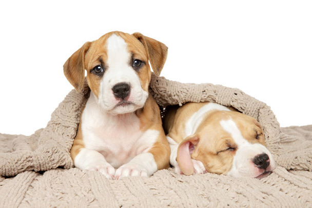 Beyaz zemin üzerinde bir battaniyenin altında iki Amerikan Staffordshire Terrier yavrular. Bebek hayvan Tema - Fotoğraf, Görsel