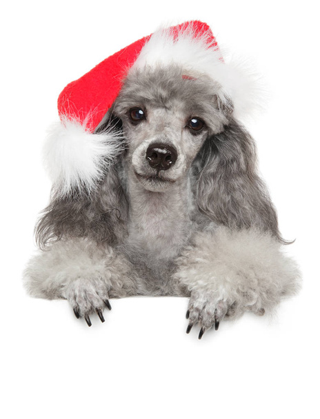 Poodle puppy in Santa red hat. Close-up portrait above banner, isolated on white background - Fotoğraf, Görsel