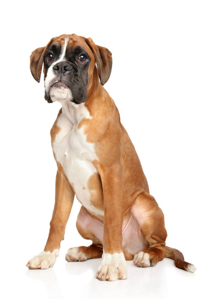 Üzgün Genç Alman boksör köpek yavrusu - Fotoğraf, Görsel