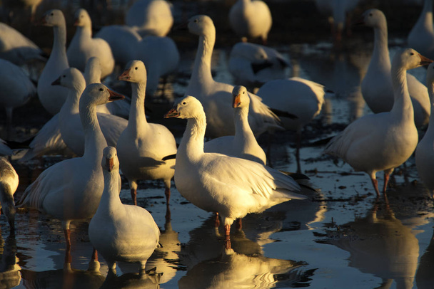 Snow Geese at Bosque Del Apache National Wildlife Refuge near Socorro, New Mexico - Photo, Image