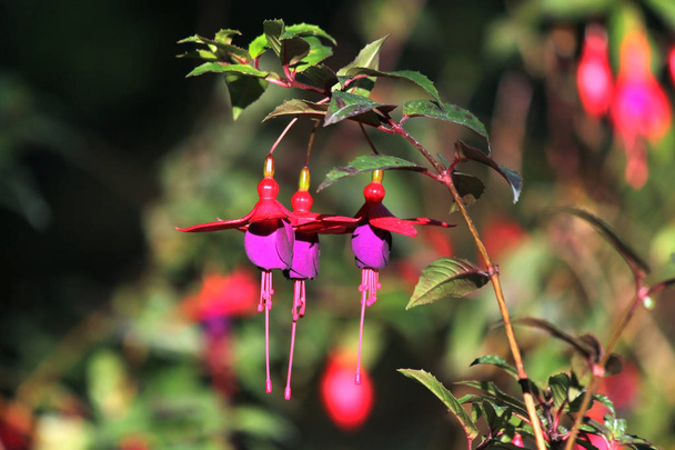 Orejas de dama florecientes, flor de fucsia magallánica roja y púrpura
 - Foto, Imagen