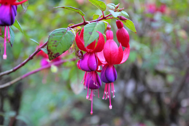 квітучі плодоніжки леді, червона і фіолетова квітка фуксії магелланіки
 - Фото, зображення