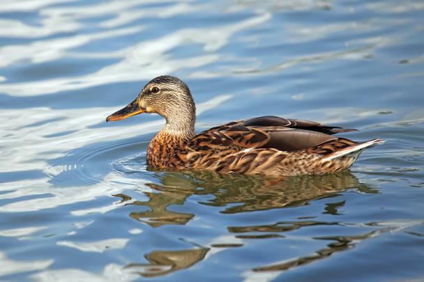 Mallard duck - Foto, afbeelding