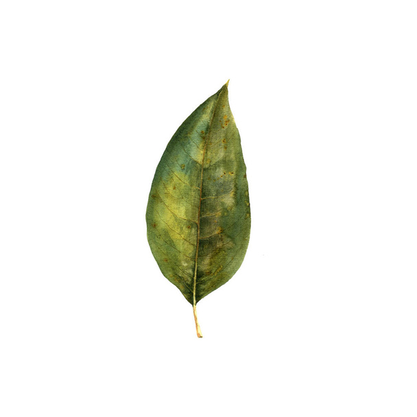 watercolor drawing green leaf - Zdjęcie, obraz