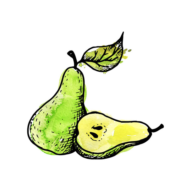 vector ink drawing pear - Vektor, obrázek