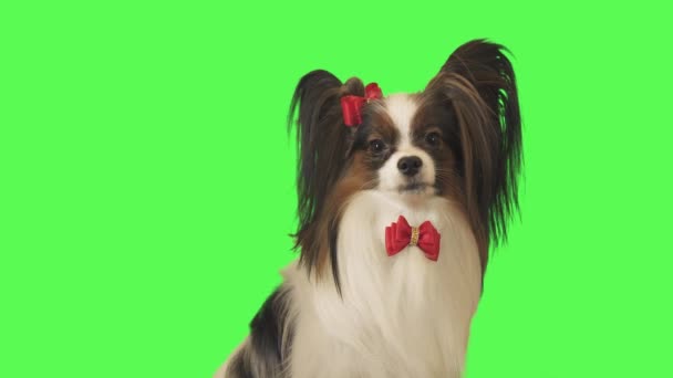 Kaunis koira Papillon punaisella jousella katselee kameraa vihreällä taustalla varastossa video
 - Materiaali, video
