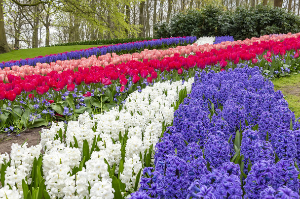Krásná souhra linek včetně modré a bílé hyacinty, tulipány a slávu sněhu (Ladoňka) v květinový park Keukenhof v Lisse, Nizozemsko - Fotografie, Obrázek