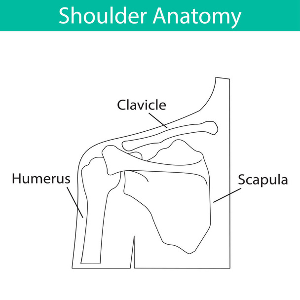 Ilustración vectorial de la anatomía esquelética del hombro humano
 - Vector, Imagen