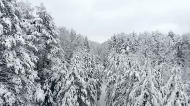 Letecký kamera letí nad samnam borového lesa v sněhem čelní pohled trochu vysoká. Teplota studené zimní sezóny - Záběry, video
