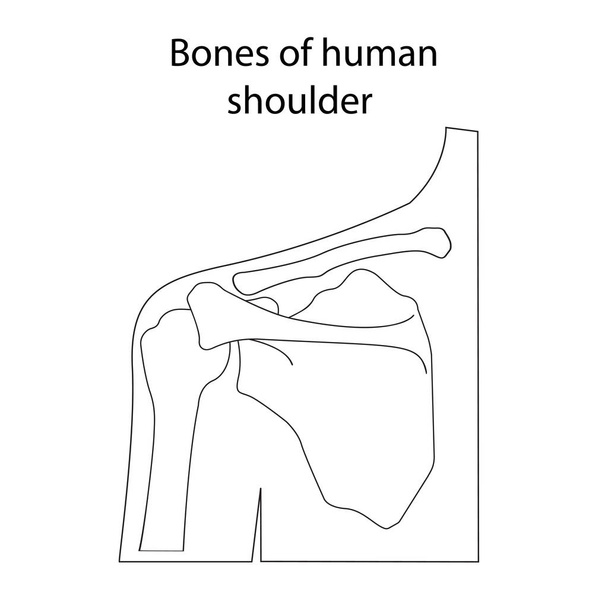 Vector illustration of human shoulder skeletal anatomy - Vector, Image