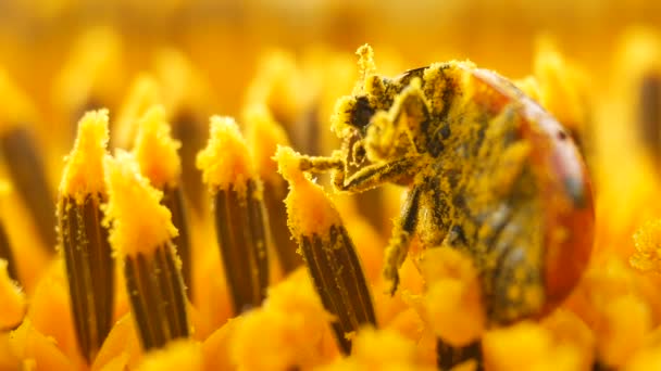 Roter Marienkäfer mit Pollen auf gelber Sonnenblume - Filmmaterial, Video