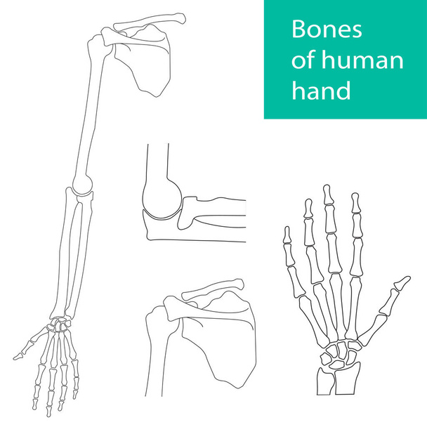 Set of vector illustrations of human hand skeletal anatomy - Vector, Image