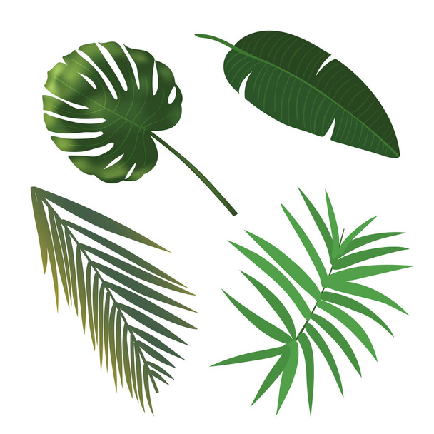 Тропический растительный лист. Настоящие пальмовые листья
. - Вектор,изображение