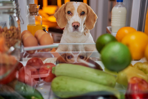 Dog stealing food from fridge. Picture taken from the iside of fridge. - Foto, Imagen