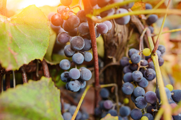 Blue grape cluster against sunlight closeup view. - Φωτογραφία, εικόνα