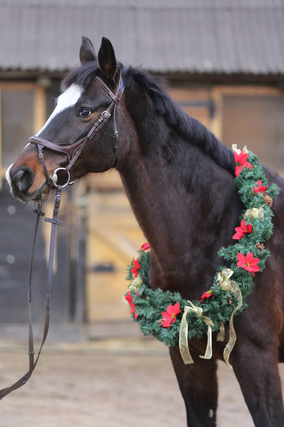 Immagine da sogno di un cavallo che indossa una bella ghirlanda di Natale al maneggio rurale contro la porta del fienile
 - Foto, immagini