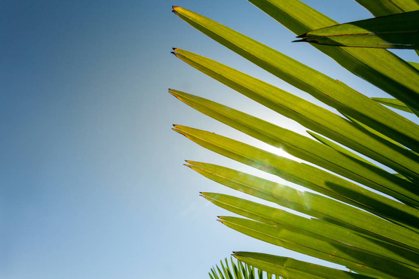Palm. De zon breekt door de palm - Foto, afbeelding