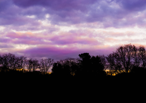 лісовий пейзаж з рожевими та фіолетовими горобцеподібними хмарами, барвистий ефект неба, який рідко трапляється взимку
 - Фото, зображення