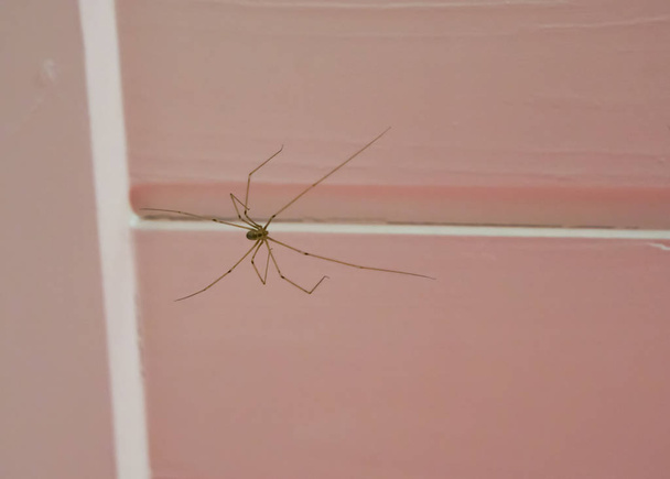 hosszú testű pince-pók ül a mennyezet, egy kannibál rovar, hogy enni a saját élelmiszer, ha megijed - Fotó, kép