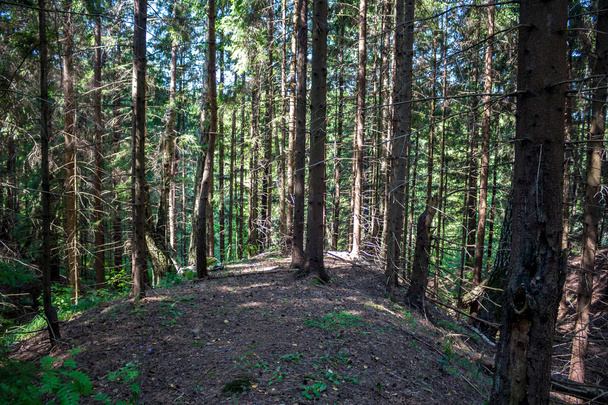Tűlevelű erdő dombos területen - Fotó, kép