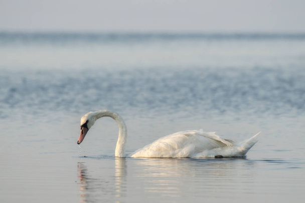 El cisne blanco nada en el río. Los cisnes son un símbolo de lealtad en las relaciones de las personas
 - Foto, Imagen