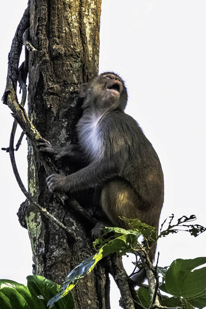 ジャングルの中のアカゲザル(Macaca mulatta) - Jim Corbett国立公園,インド - 写真・画像