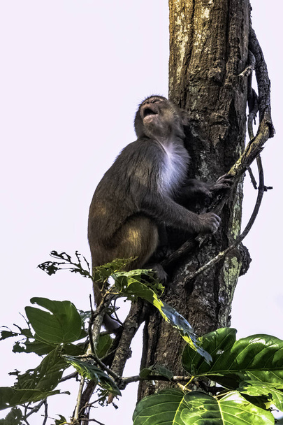 Mono macaco Rhesus (Macaca mulatta) en la selva - Parque Nacional Jim Corbett, India
 - Foto, Imagen