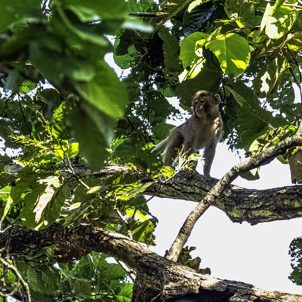 Reuze makaken aap (Macaca mulatta) in de jungle - Jim Corbett National Park, India - Foto, afbeelding