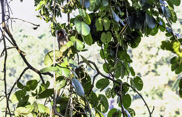 Macaco-macaco (Macaca mulatta) na selva - Parque Nacional Jim Corbett, Índia
 - Foto, Imagem