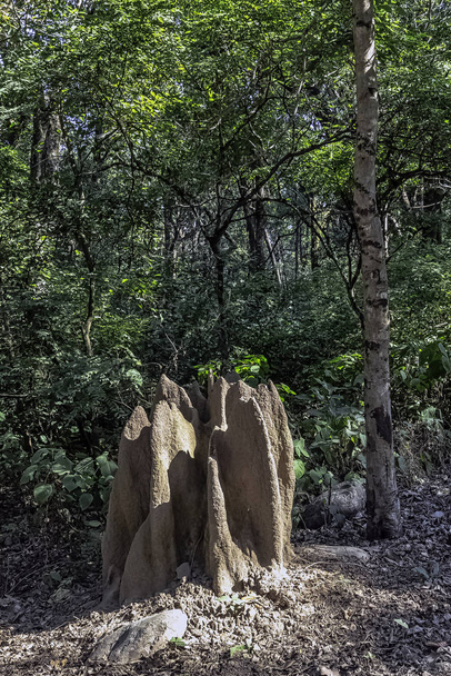 Termietenheuvel in de jungle - Jim Corbett National Park, India - Foto, afbeelding