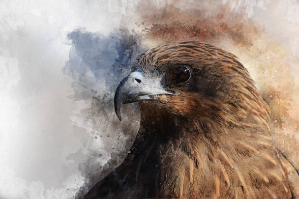 Falcon watercolor, predator, animals, birds, wildlife, painting - Photo, Image