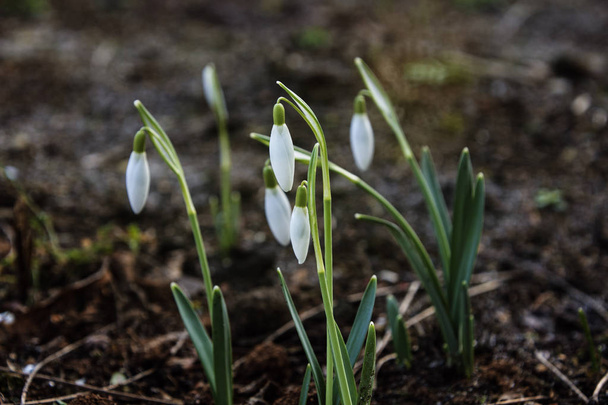 Snowdrops άνοιξη λουλούδια. Όμορφα ανθισμένα στο γρασίδι στο ηλιοβασίλεμα. Ευαίσθητο λουλούδι λευκόιο είναι ένα από τα σύμβολα της άνοιξη. (Amaryllidaceae - Galanthus nivalis) - Φωτογραφία, εικόνα