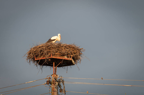 Cigüeña en nido en poste de línea eléctrica
 - Foto, Imagen